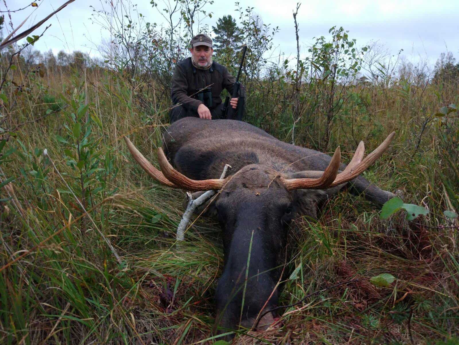 Chasse à l'élan