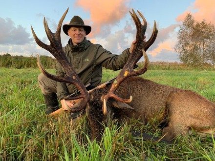 Cerf rouge au brame