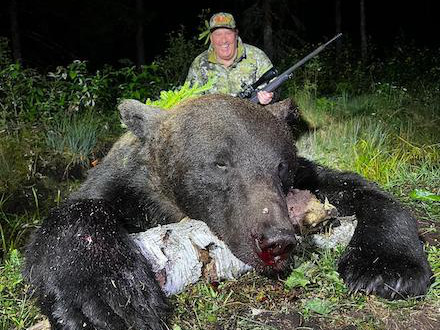 Ours brun dans forêt estonienne